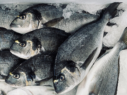 Aplicación de hielo en escamas para la pesca.
