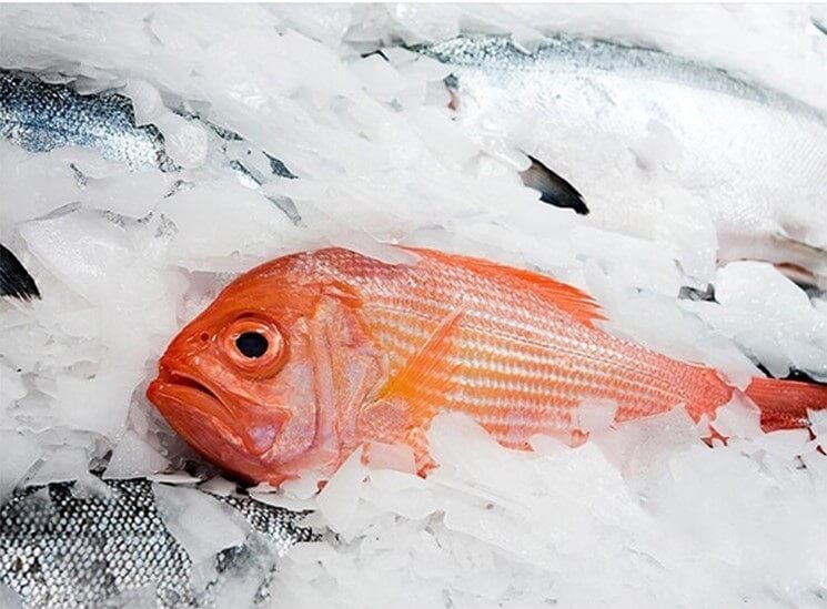 hielo en escamas para pescado