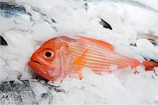 hielo en escamas para la pesca