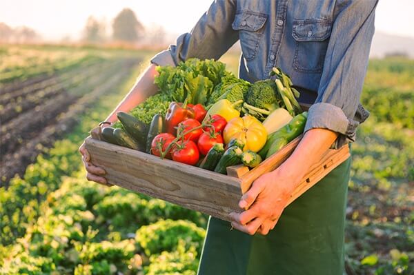 hielo en escamas para mantener frescas las verduras